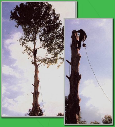 Busy Boy Tree Service Big Tree Removal Project